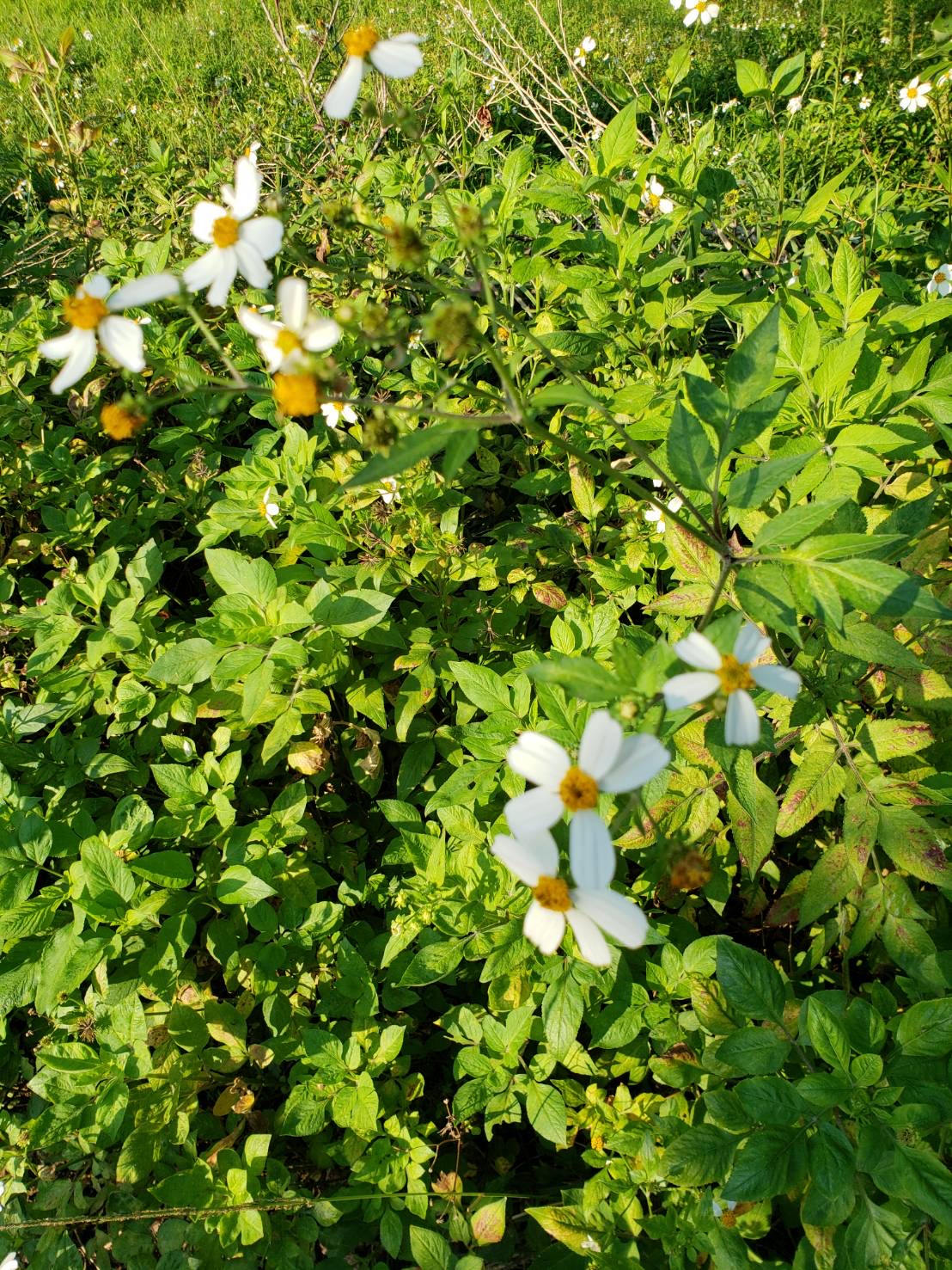 はちみっちょのお花が咲きました♬ はちみっちょのお花が咲きました♬